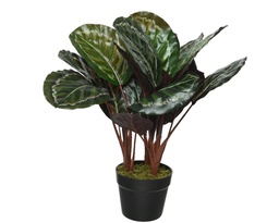 [4-801116] CALATHEA EN MACETA - HOJA GRANDE - 47CM