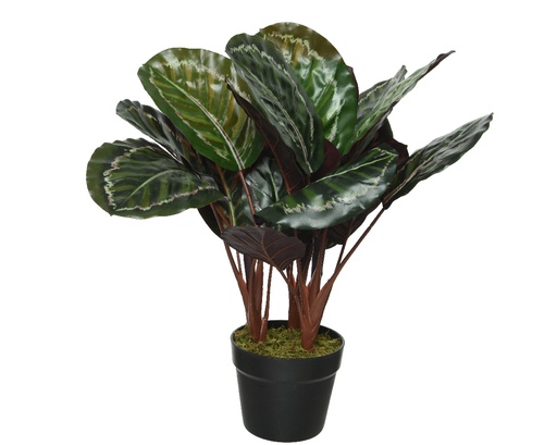 ***CALATHEA PLASTIC