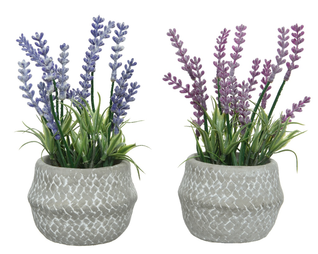 LAVANDA EN MACETA - 12 HOJAS | Proflor