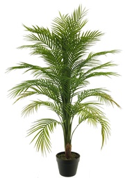 [12-51995-1] (Best) Areca palm in pot green 120cm